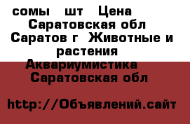 сомы 3 шт › Цена ­ 500 - Саратовская обл., Саратов г. Животные и растения » Аквариумистика   . Саратовская обл.